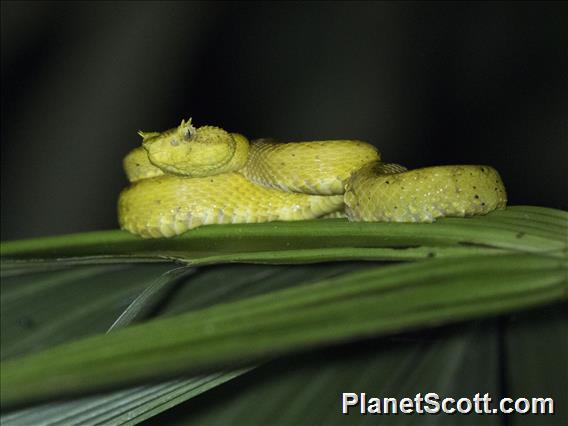 Eyelash Viper (Bothriechis schlegelii)