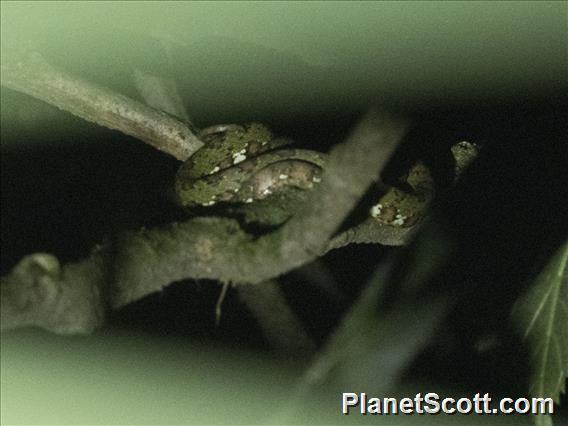 Stejneger's Snail Sucker (Sibon longifrenis)