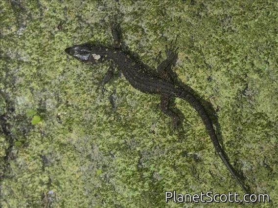 Yellow-spotted Night Lizard (Lepidophyma flavimaculatum)
