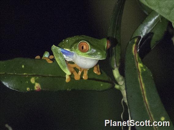 Red-eyed Tree Frog (Agalychnis callidryas)