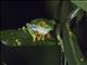 Red-eyed Tree Frog (Agalychnis callidryas)