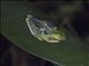 Red-eyed Tree Frog (Agalychnis callidryas)