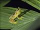 Harlequin Treefrog (Dendropsophus ebraccatus)