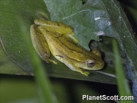 Yellow Treefrog (Dendropsophus microcephalus)