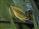 Yellow Treefrog (Dendropsophus microcephalus)