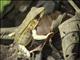 Brilliant Forest Frog (Lithobates warszewitschii)