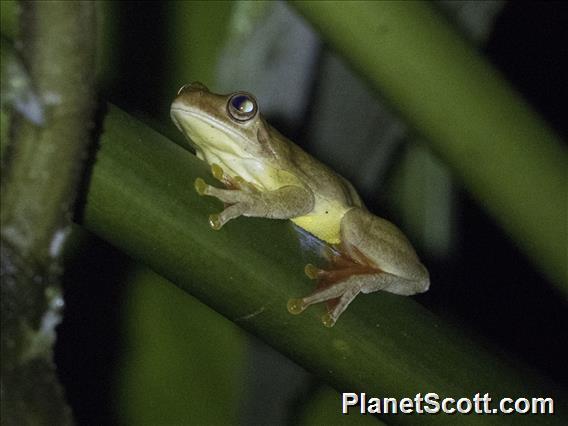 Mahogany Tree Frog (Tlalocohyla loquax)