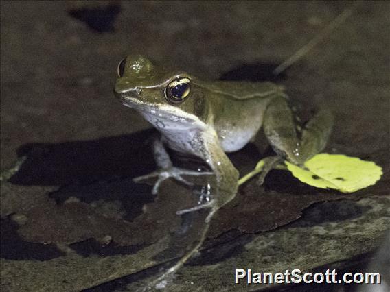 Frog (Rana sp)