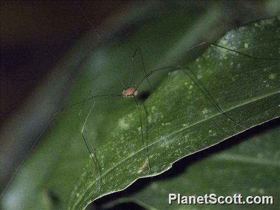 Harvestman (Sclerosomatidae sp)