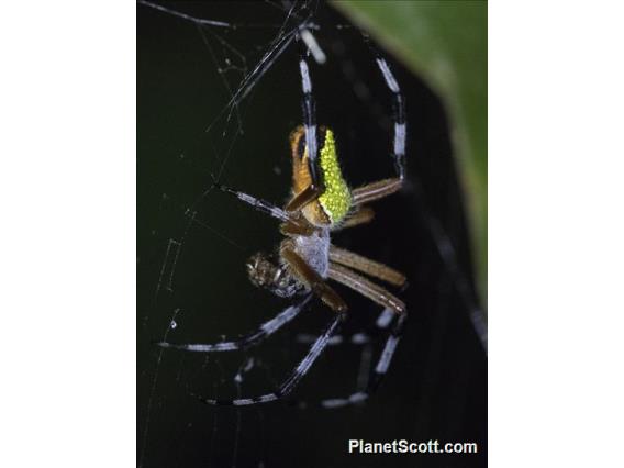 Pretty Orbweaver (Eriophora nephiloides)