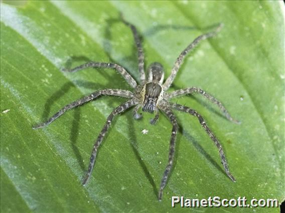 Bromeliad Spider (Cupiennius sp)