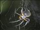 Orbweaver Spider (Eriophora sp)