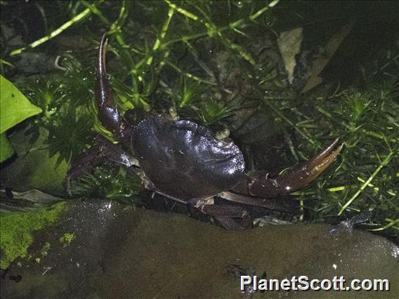 Freshwater Crab (Ptychophallus sp)