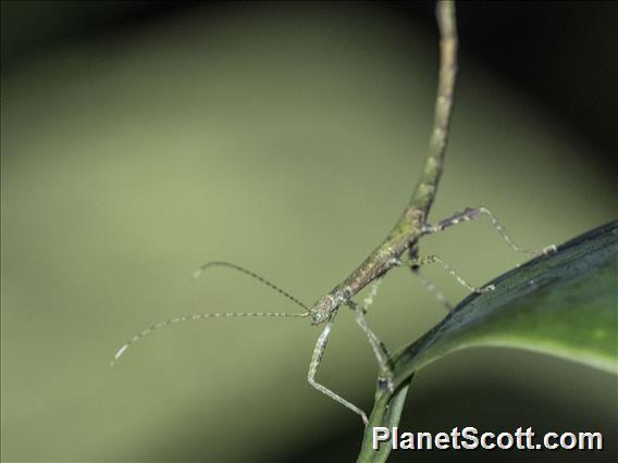 Walking Stick (Prexaspini sp)