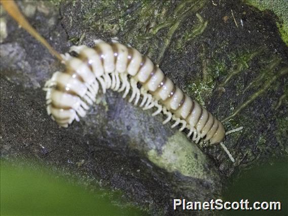 Flat-backed Millipede (Polydesmidae sp)