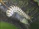 Flat-backed Millipede (Polydesmidae sp)