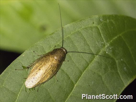 Maya Cockroach (Epilampra maya)