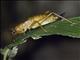 Cocconotini Katydid (Melanonotus powellorum)