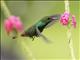 Rufous-tailed Hummingbird (Amazilia tzacatl)