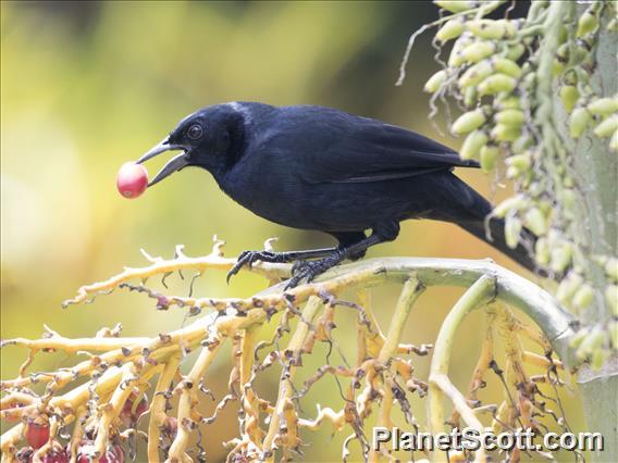 Melodious Blackbird (Dives dives)