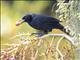 Melodious Blackbird (Dives dives)