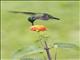 Violet-headed Hummingbird (Klais guimeti) - Female