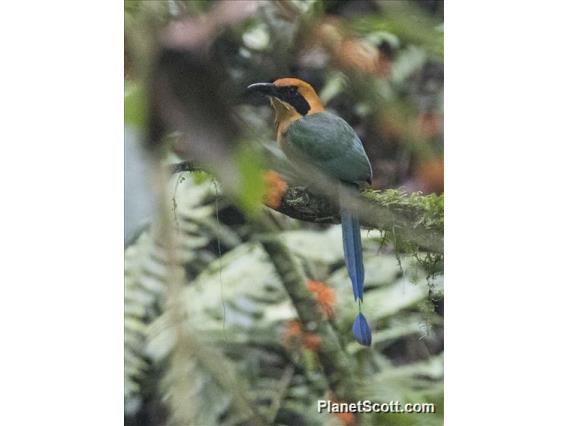 Rufous Motmot (Baryphthengus martii)