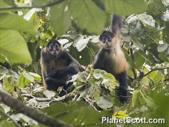 Central American Spider Monkey (Ateles geoffroyi)