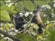 Central American Spider Monkey (Ateles geoffroyi)