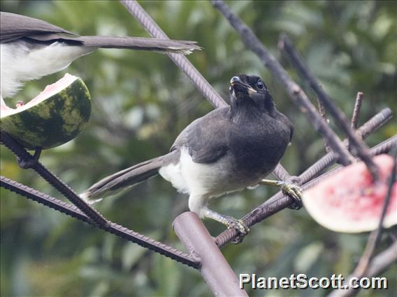 Brown Jay (Cyanocorax morio)