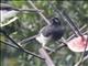 Brown Jay (Psilorhinus morio)