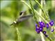 Black-crested Coquette (Lophornis helenae) - Female