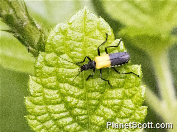 Soldier Beetle (Chauliognathus terminalis)