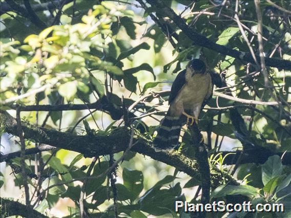 Bicolored Hawk (Astur bicolor)