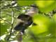 Central American Spider Monkey (Ateles geoffroyi)