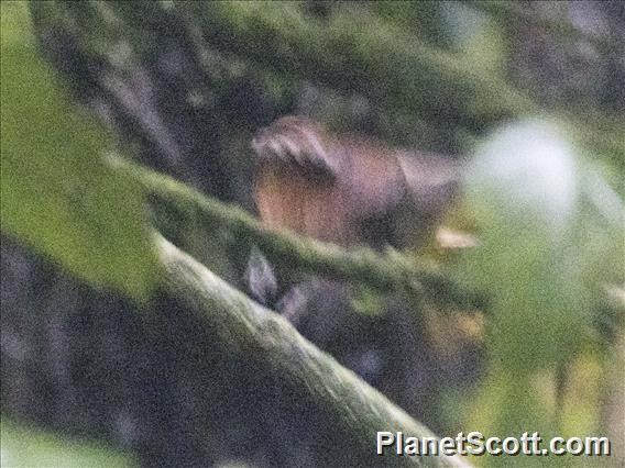 Dull-mantled Antbird (Sipia laemosticta)