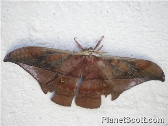 Emperor Moth (Copaxa sp)