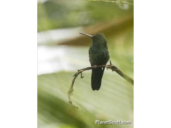 Bronze-tailed Plumeleteer (Chalybura urochrysia)