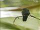 Bronze-tailed Plumeleteer (Chalybura urochrysia)