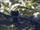 Keel-billed Toucan (Ramphastos sulfuratus)