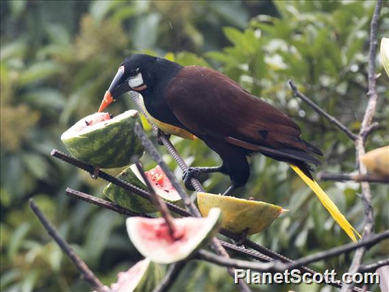 Montezuma Oropendola (Psarocolius montezuma)