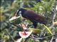 Montezuma Oropendola (Psarocolius montezuma)