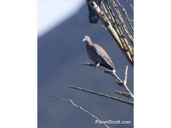 Red-billed Pigeon (Patagioenas flavirostris)