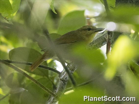 Russet Antshrike (Thamnistes anabatinus)