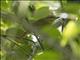 Russet Antshrike (Thamnistes anabatinus)