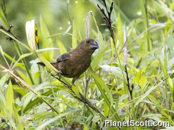 Thick-billed Seed Finch (Sporophila funerea)