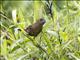 Thick-billed Seed Finch (Sporophila funerea) - Female