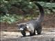 White-nosed Coati (Nasua narica)