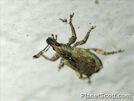 Broad-nosed Weevil (Claeoteges virosa)