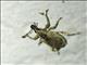 Broad-nosed Weevil (Claeoteges virosa)